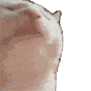 :catJam: